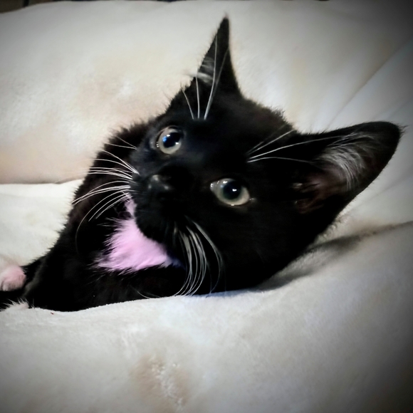 Meet your Posher, Frankie - Picture 10 of 11